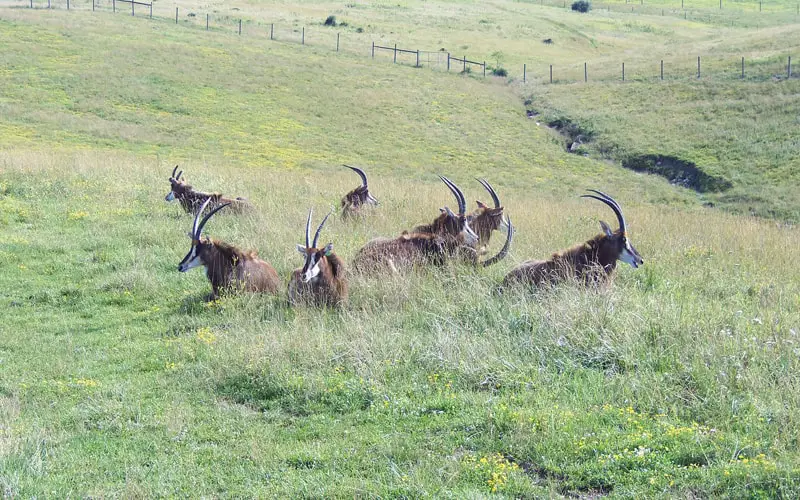 sable antelope herd