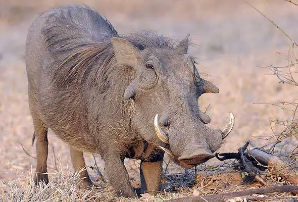 warthog