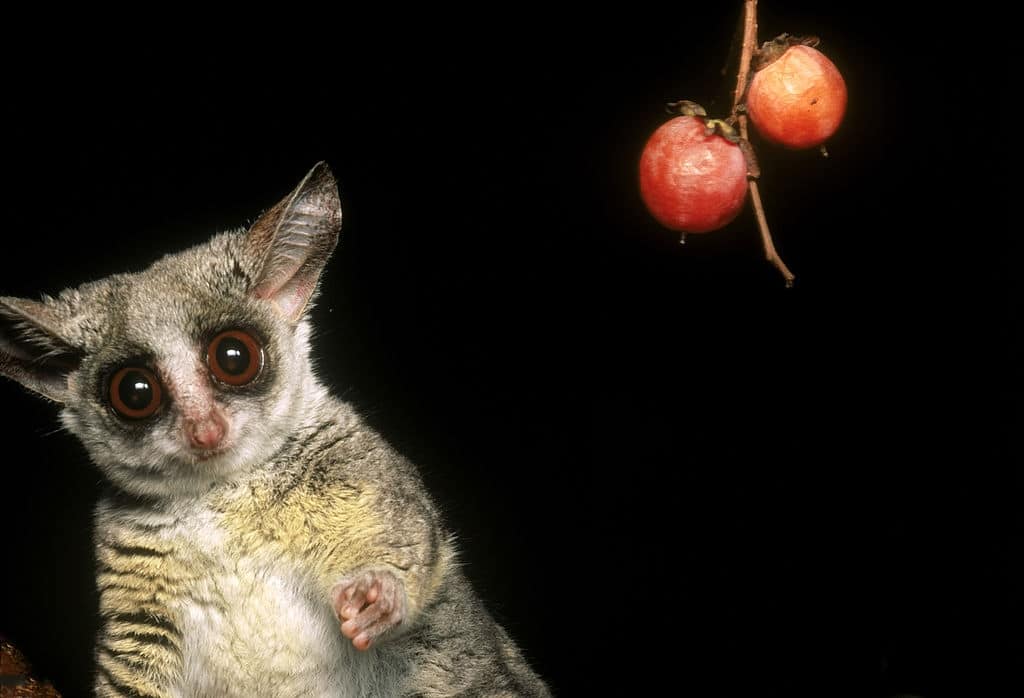 galago