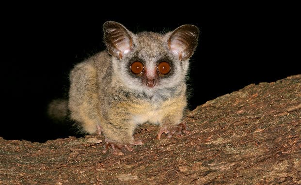 bushbaby