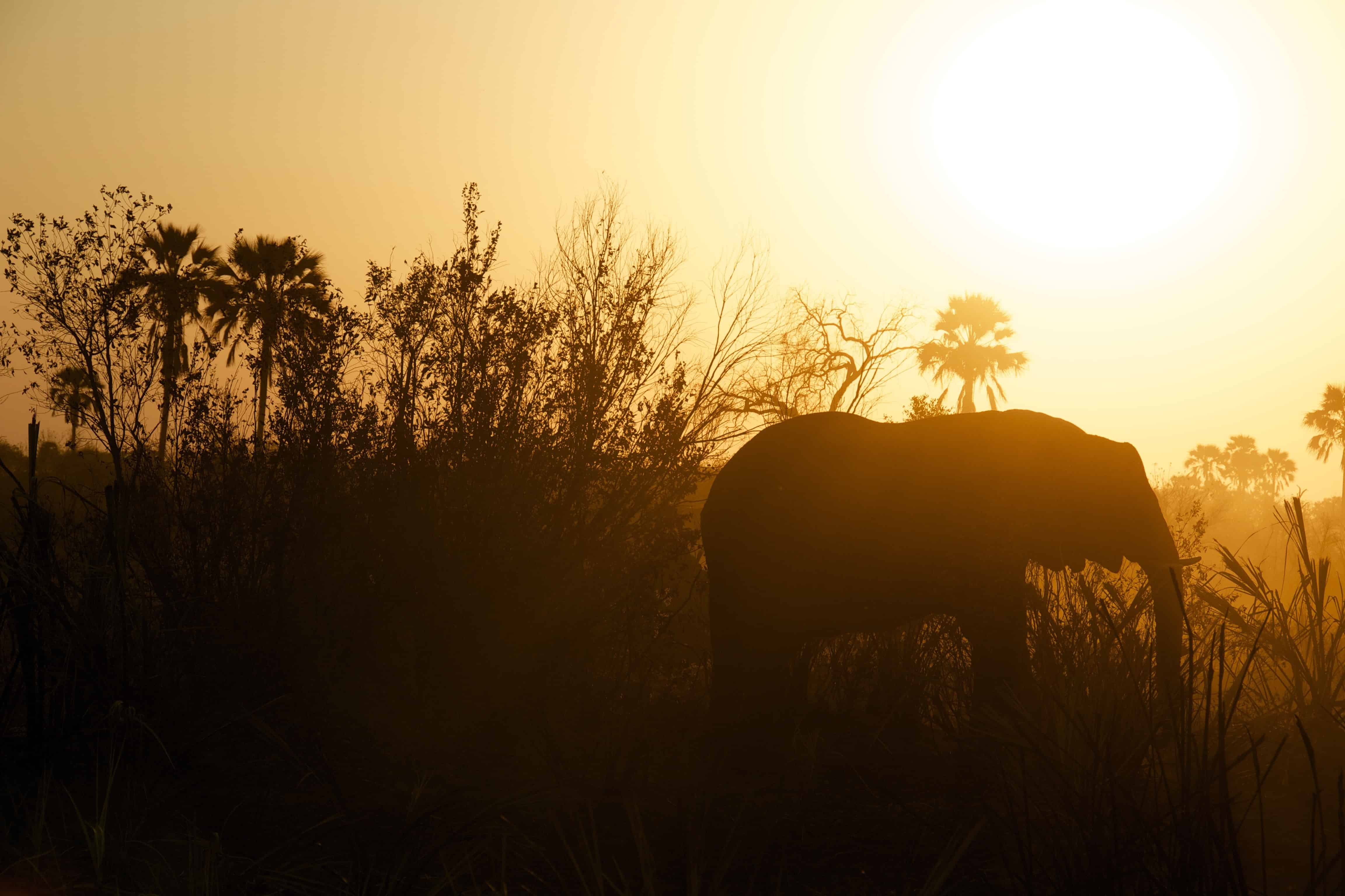 silhoutte of an elephant at sunset