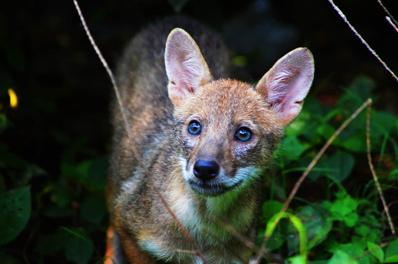 https://pixabay.com/photos/animal-nature-baby-indian-jackal-2362761/