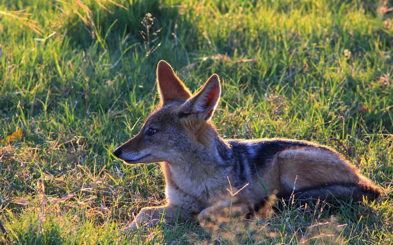 https://pixabay.com/photos/black-backed-jackal-nature-mammal-3073305/