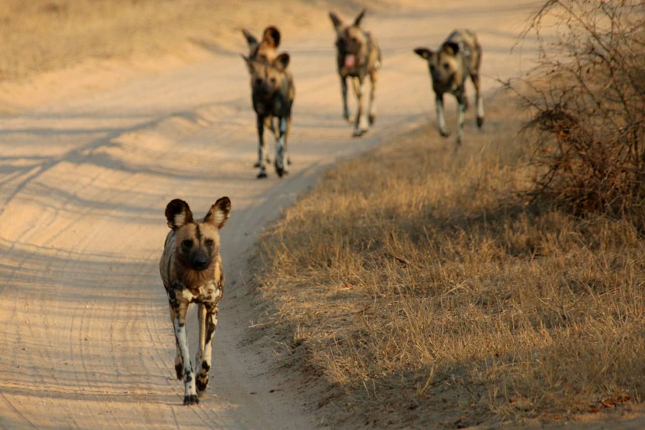 https://pixabay.com/photos/hunting-african-africa-safari-1364423/