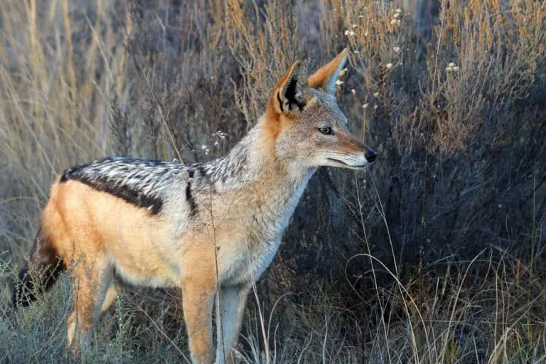 Jackal Animal - Interesting Facts You Should Know About