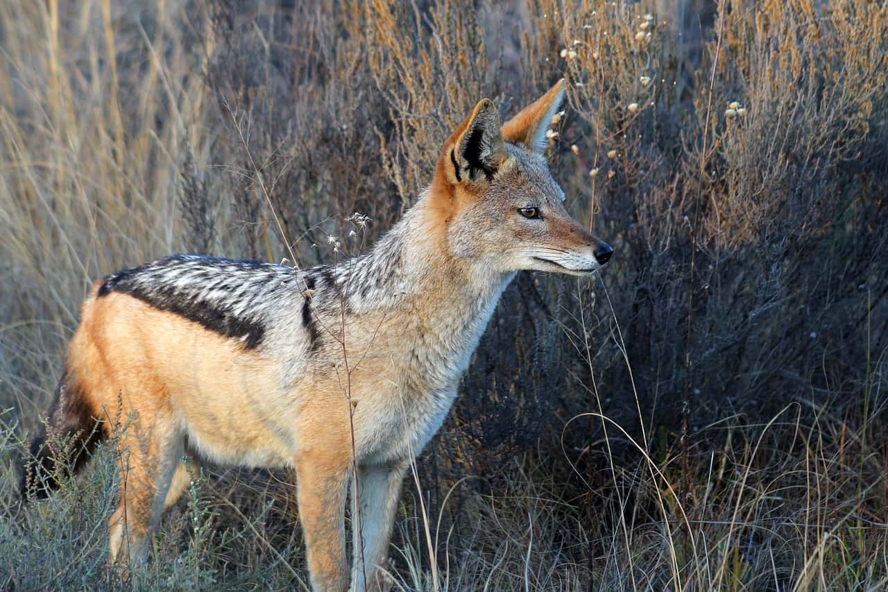 https://pixabay.com/photos/jackal-south-africa-nature-kruger-1648765/