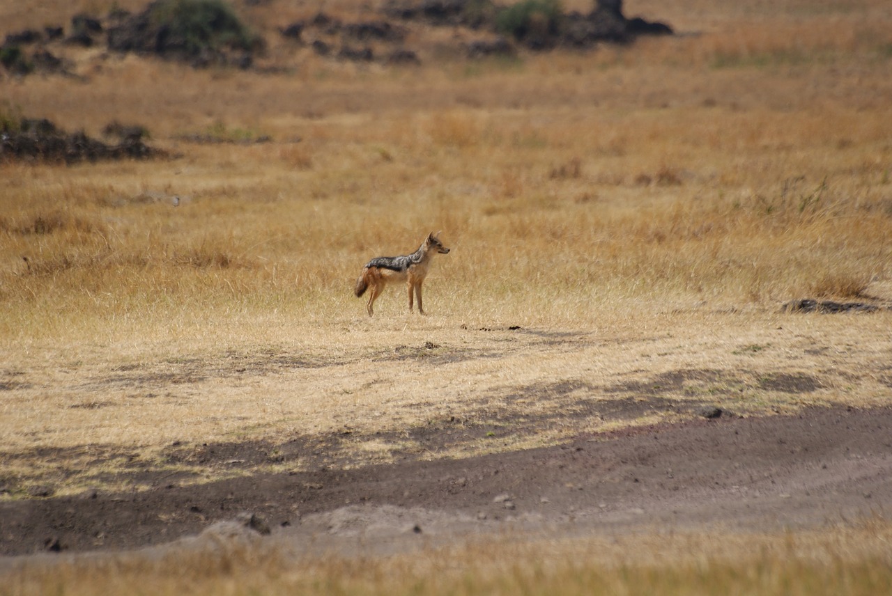 https://pixabay.com/photos/jackal-ngorongoro-tanzania-799712/