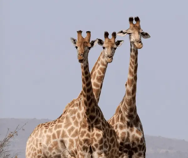 3 girraffe at kenya safari