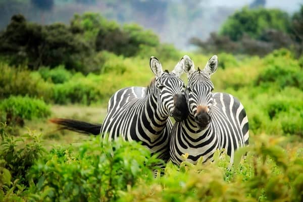 2 zebras at kenya safari