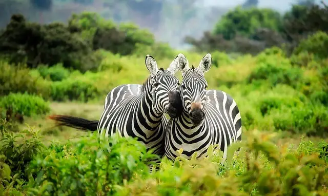 kenya zebra in african safari tours