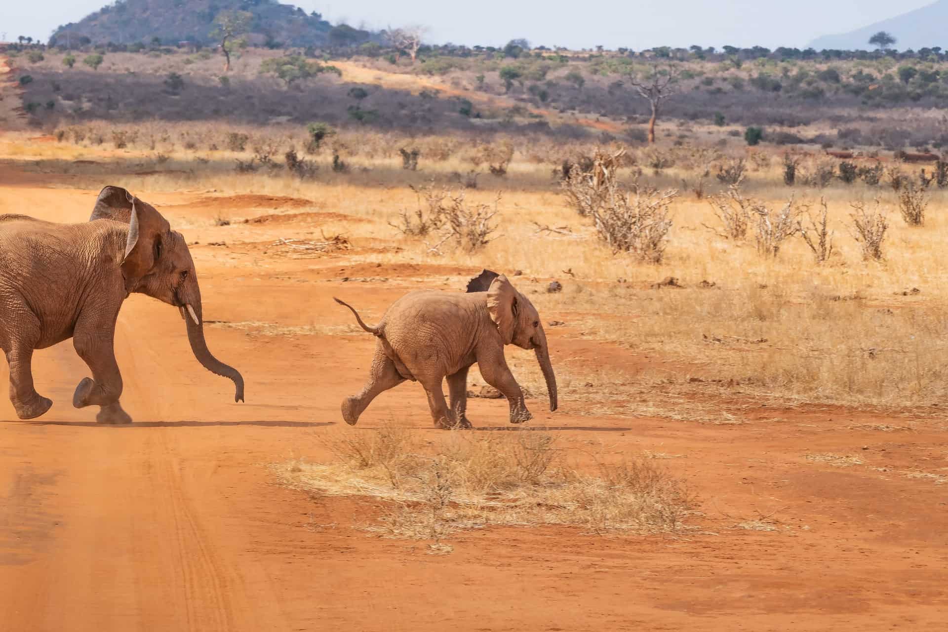Elephants at kenya safari