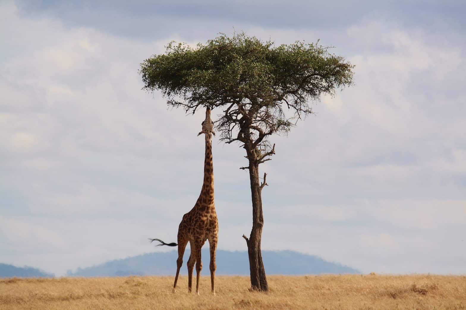 At the kenya safari is a Giraffe eating a tree leaves